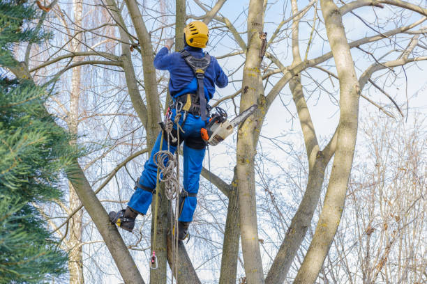 Lawn Pest Prevention in Citrus, CA